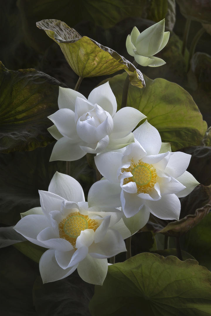4K超清白色莲花图片