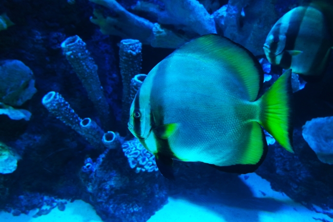 水族馆蓝色观赏鱼图片