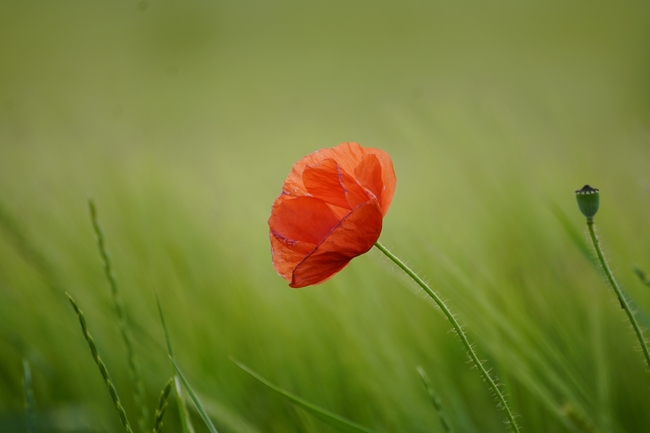 绿色清新草丛罂粟花图片