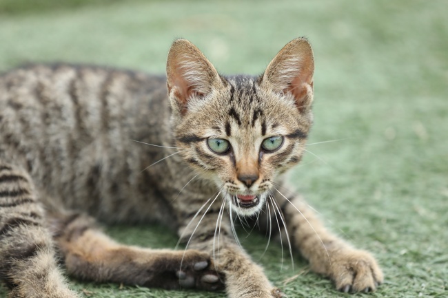 虎斑小猫图片