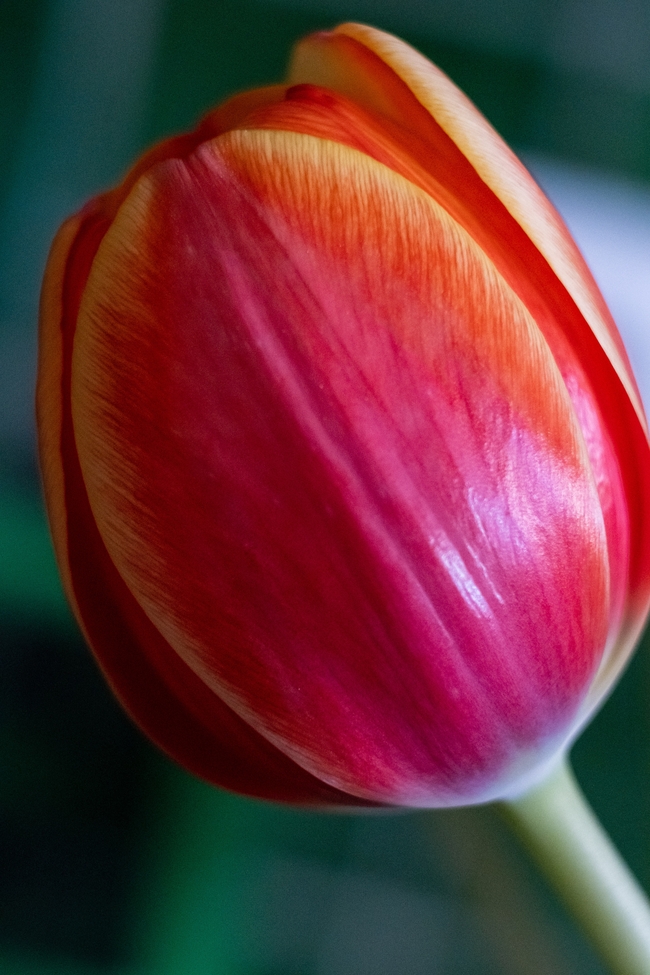 红色郁金香花苞特写摄影图片