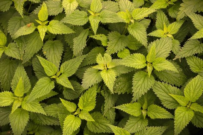 绿色荨麻草图片