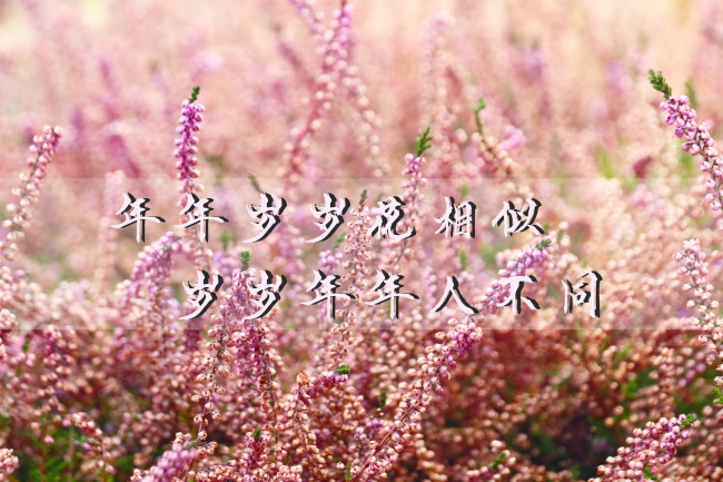 生活感悟心情语录图片