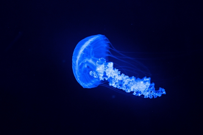 水族馆发光水母图片