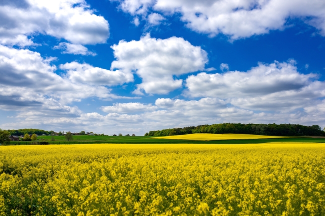 乡村田园蓝天白云黄色油菜花海风景图片