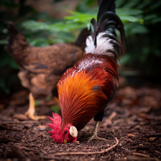 正在觅食的大公鸡摄影图片
