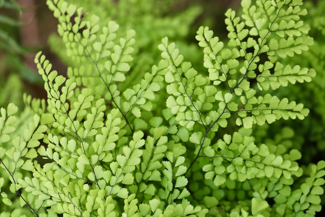 绿色铁线蕨叶子摄影图片