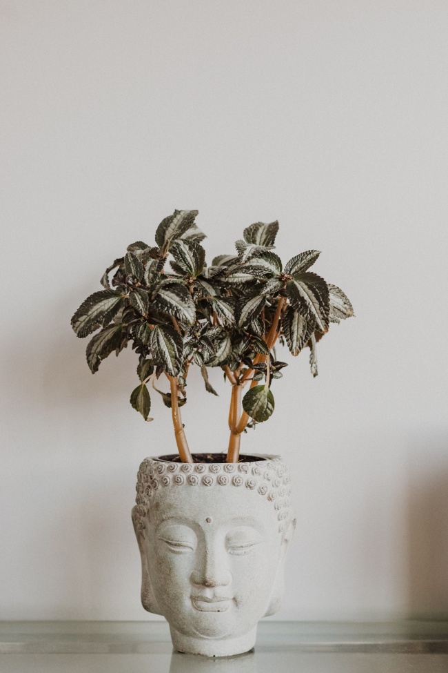 落地生根盆栽花卉图片