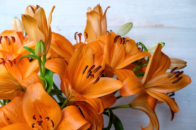 橙色百合花束图片