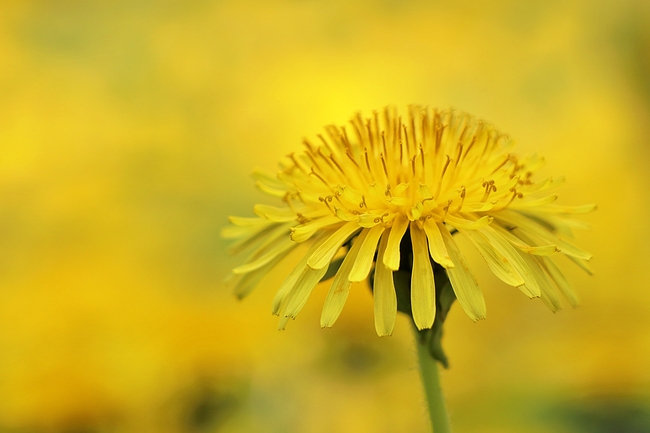春天黄色蒲公英花图片