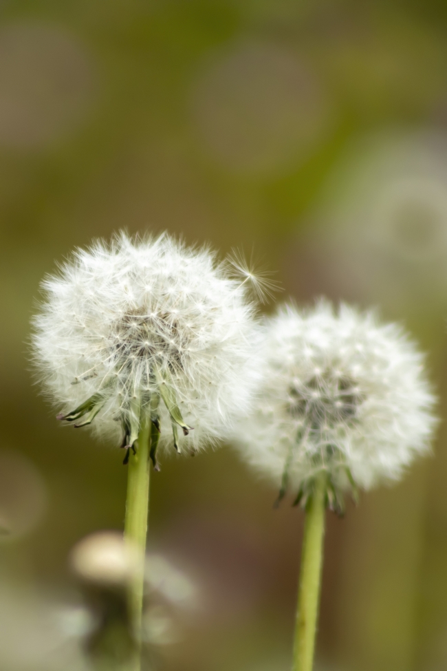 两株白色蒲公英植物图片