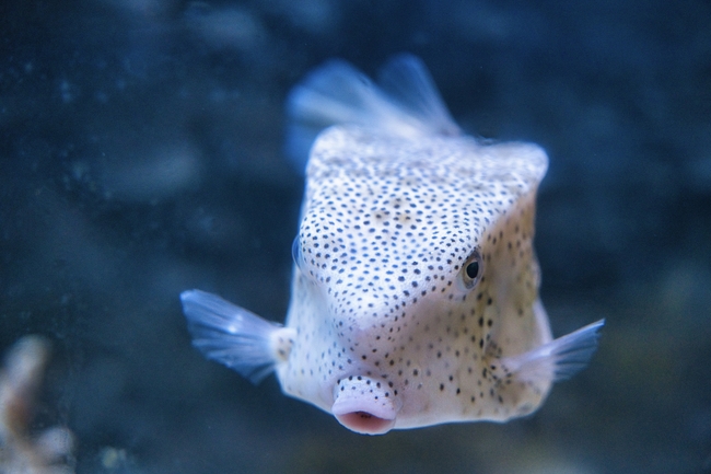 水族缸观赏鱼图片
