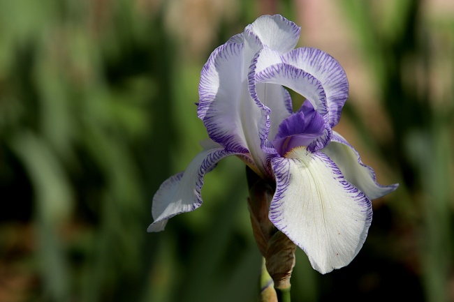 白色鸢尾花花朵图片