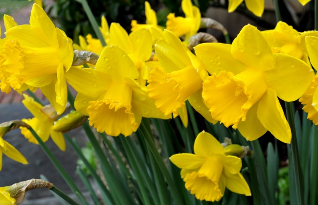 黄色水仙花唯美图片