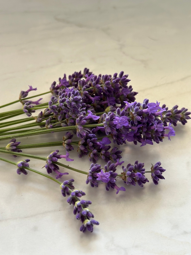 紫色薰衣草花束摄影图片