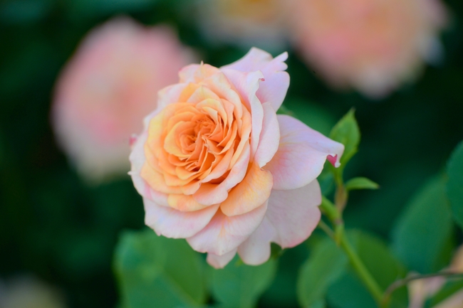 浪漫渐变色观赏玫瑰花图片