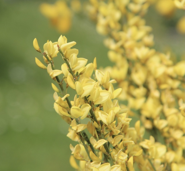 小清新黄色迎春花图片