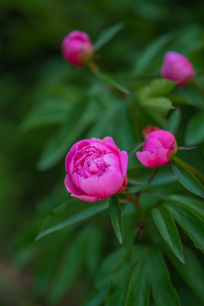 微距特写含苞待放牡丹花苞图片