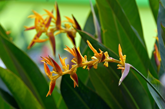 蝎尾蕉开花摄影图片