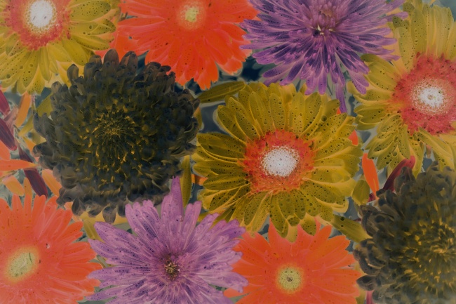 菊花水彩画图片