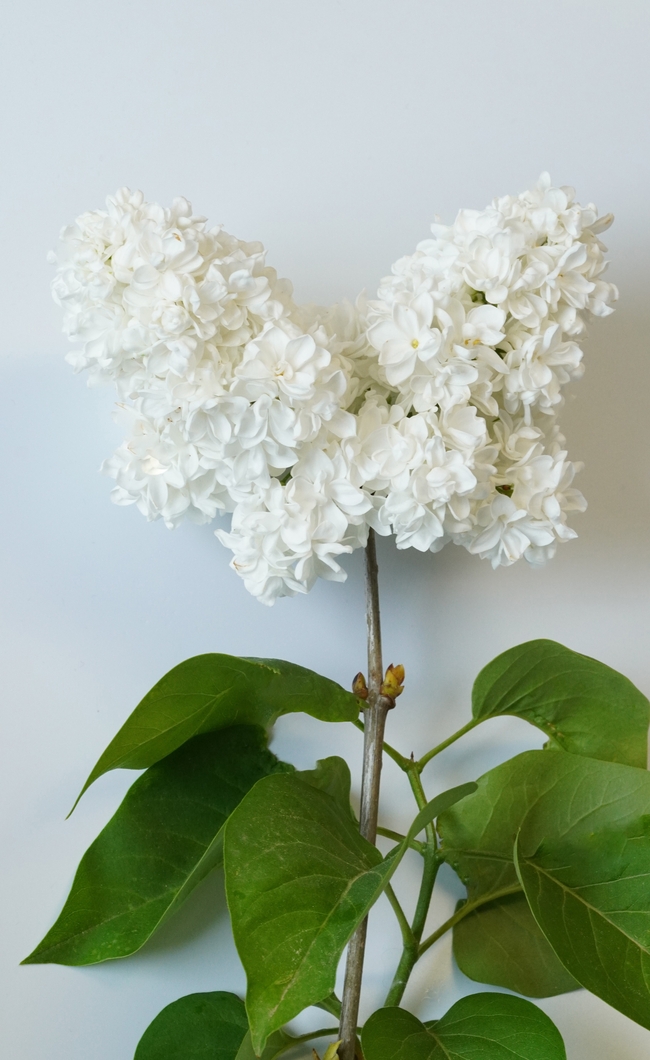 白色丁香花微距特写摄影图片