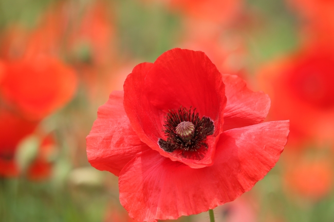 微距特写野生红色罂粟花图片