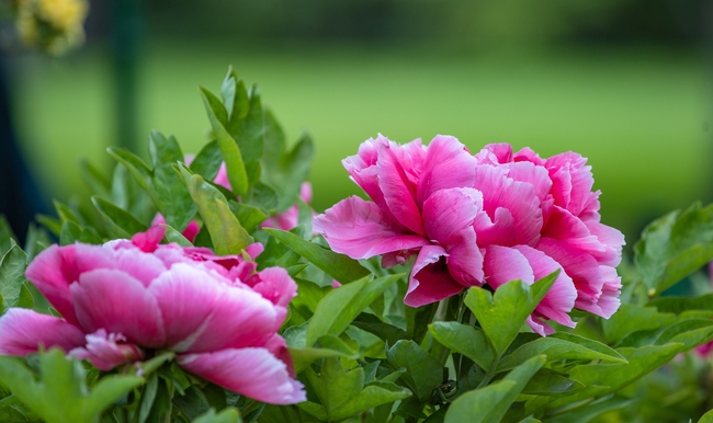 高清洛阳牡丹盛开图片