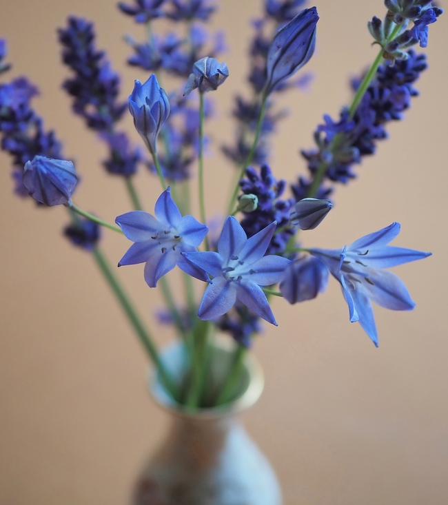 蓝色薰衣草静物插花图片