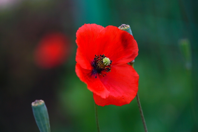 野生大红色罂粟花图片