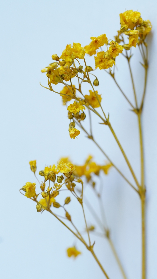 黄色干花摄影图片