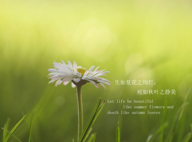 小清新文字短句英语