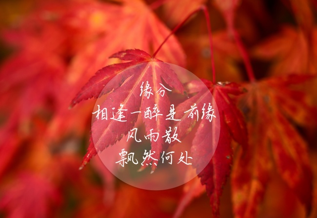 关于缘分的文字图片