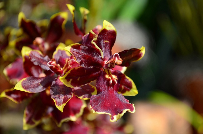 姹紫嫣红蝴蝶兰图片