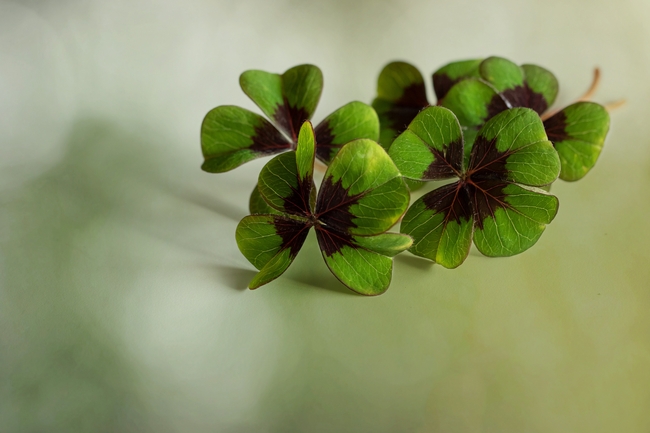 绿色野生四叶草图片
