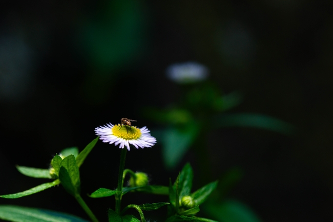 户外小野菊微距特写摄影图片