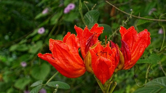非洲郁金香图片