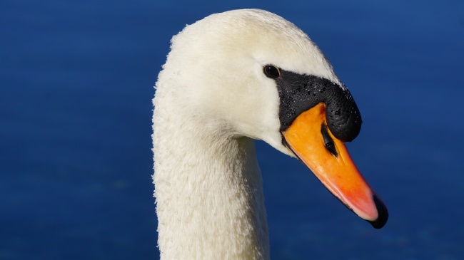 白天鹅头部局部特写图片