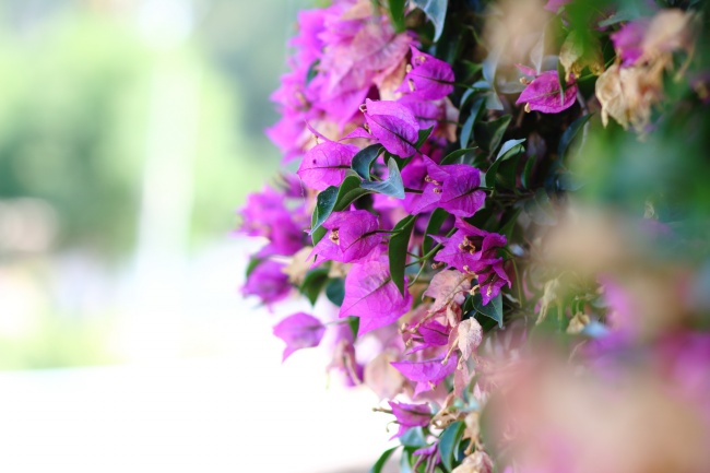 小清新三角梅图片