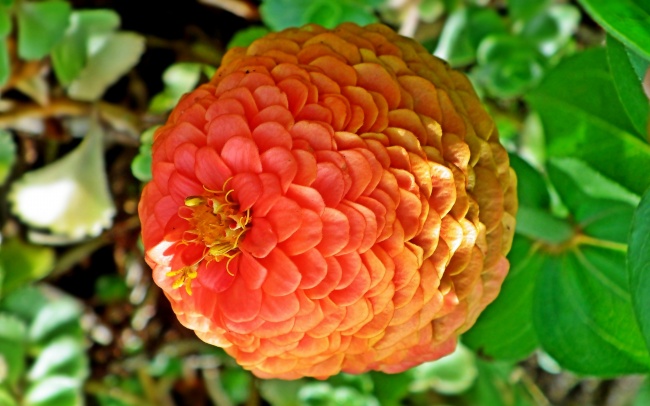 百日草微距花朵图片