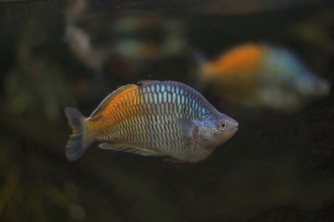 水族馆自由自在的淡水鱼摄影图片
