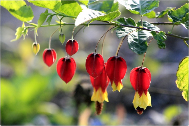 红色灯笼花图片