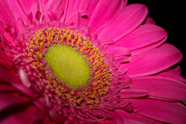 雏菊花微距花朵图片