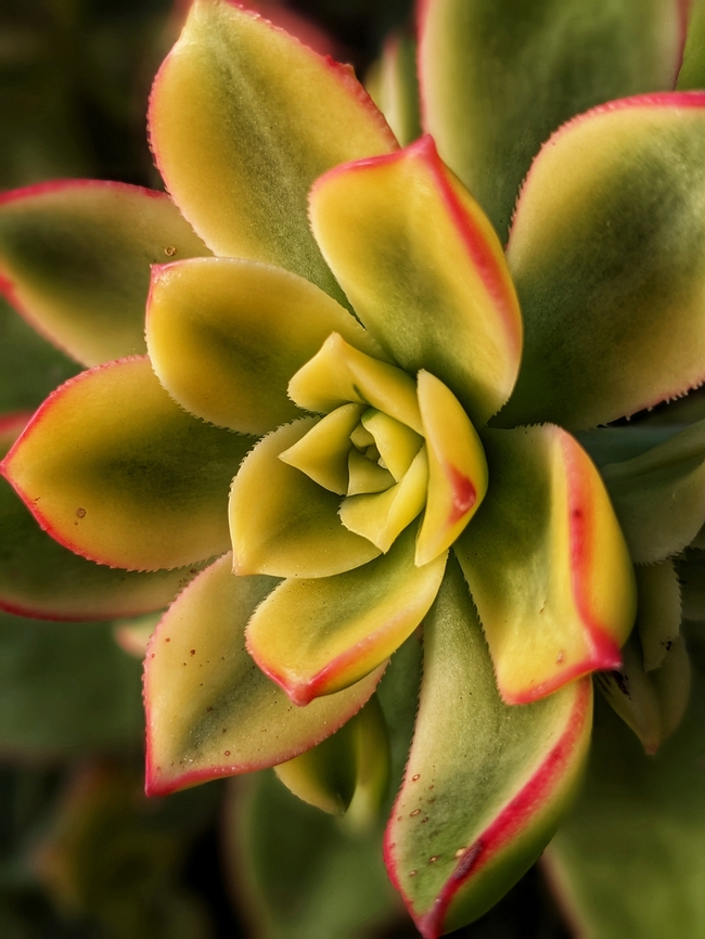微距特写多肉植物图片