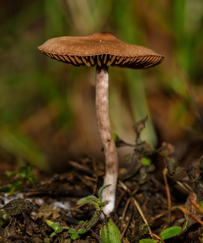 野生灰光柄菇摄影图片