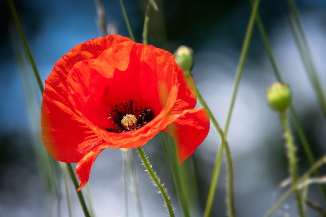 实拍红色罂粟花图片