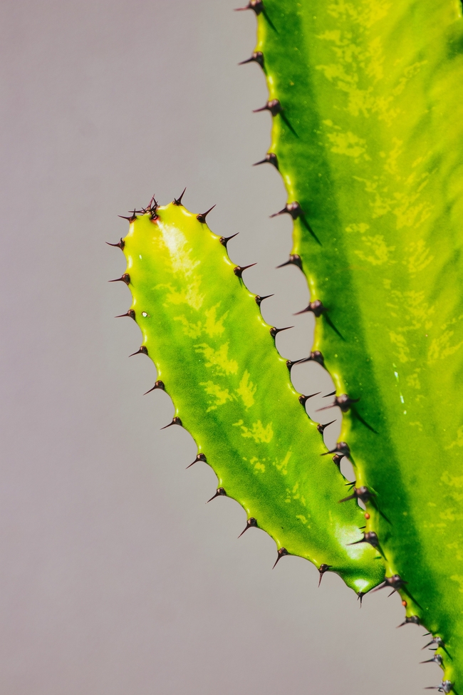 绿色多汁带刺仙人掌摄影图片