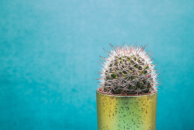 清新小盆栽仙人掌植物摄影图片