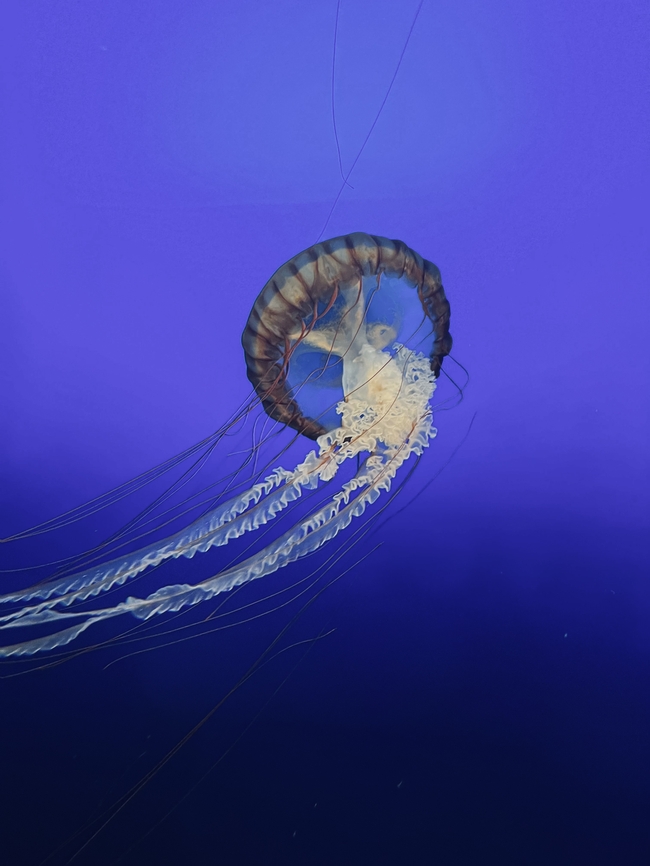 蓝色深海海蜇摄影图片