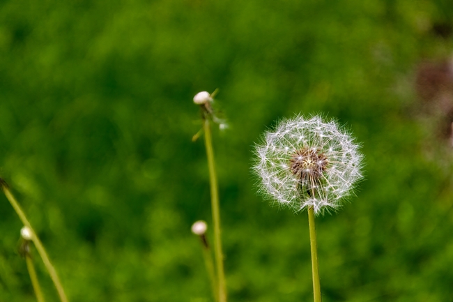 野生微距白色蒲公英植物图片