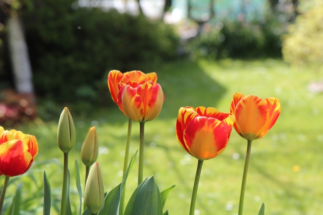 花园草地橙色郁金香花开图片